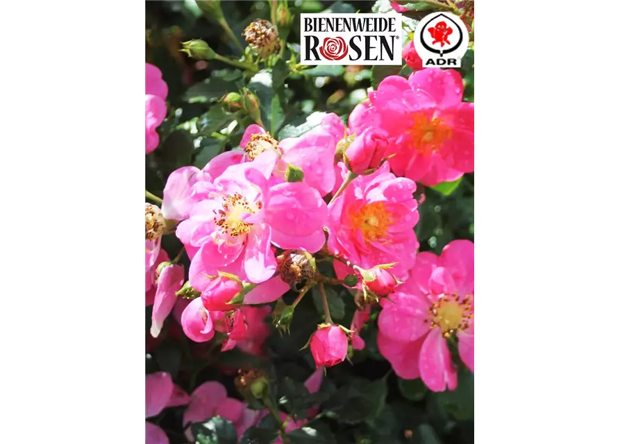 Bienenweide® Rose in rosa, 17 cm Topf