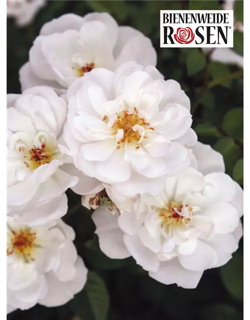 Bienenweide® Rose, weiss, 17 cm Topf