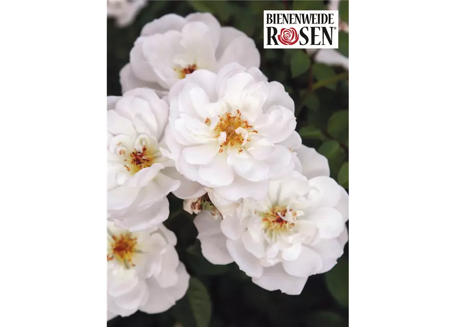 Bienenweide® Rose, weiss, 17 cm Topf