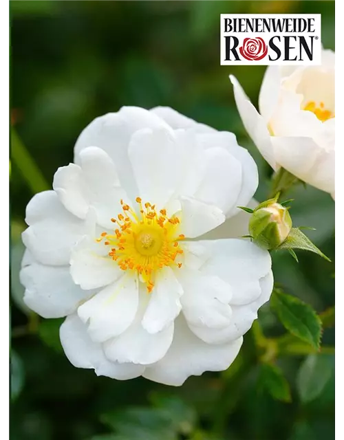 Bienenweide® Rose, weiss, 17 cm Topf