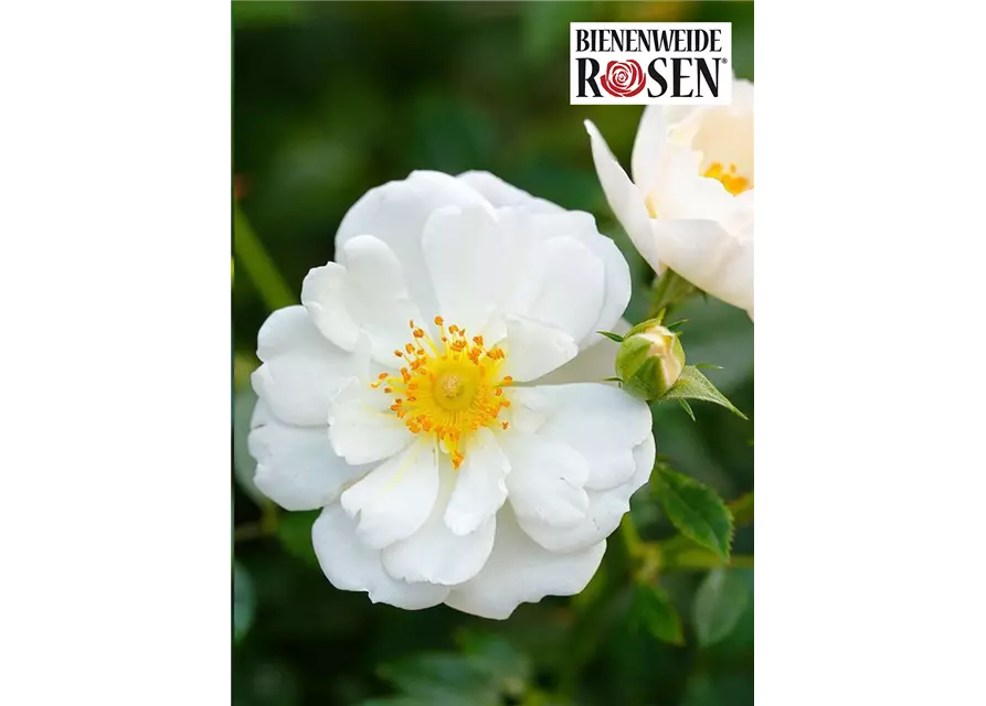 Bienenweide® Rose, weiss, 17 cm Topf