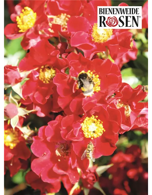 Bienenweide® Rose, rot, 17 cm Topf