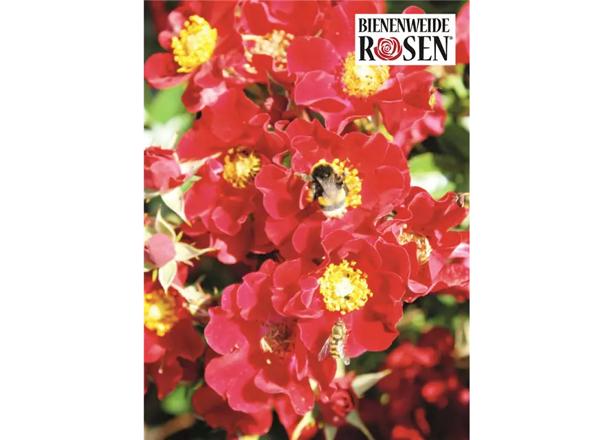 Bienenweide® Rose, rot, 17 cm Topf