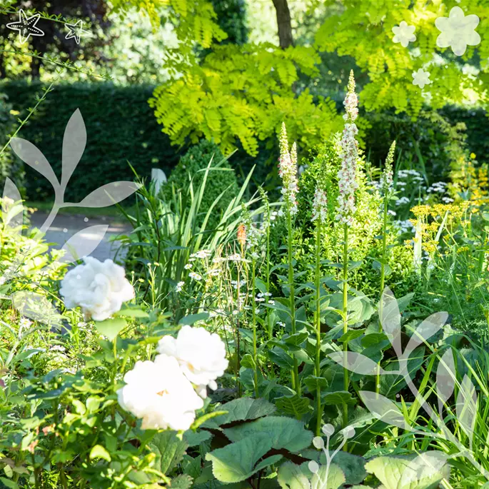 Gartenpflanzen dürfen in keinem Garten fehlen