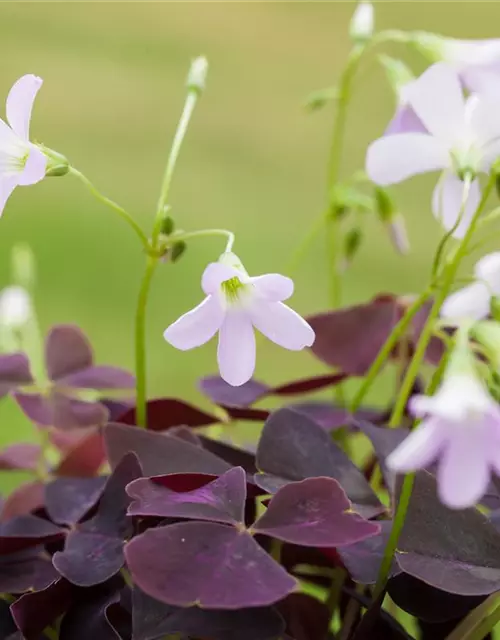 Oxalis tringularis