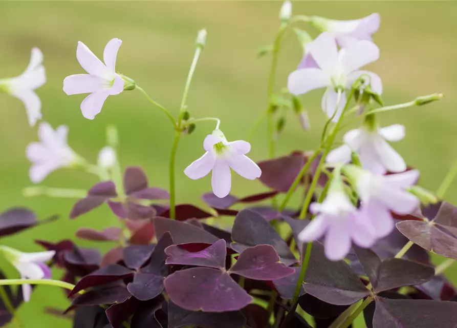 Oxalis tringularis