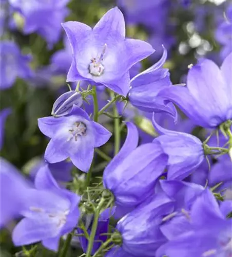 Campanula 'Mary Mee'®