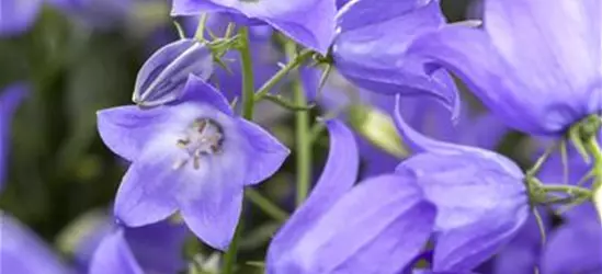 Campanula 'Mary Mee'®