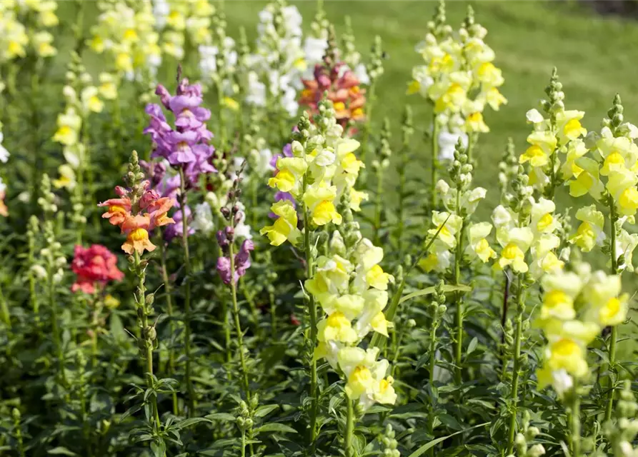 Löwenmaul, viele Farben, 23 cm Topf,