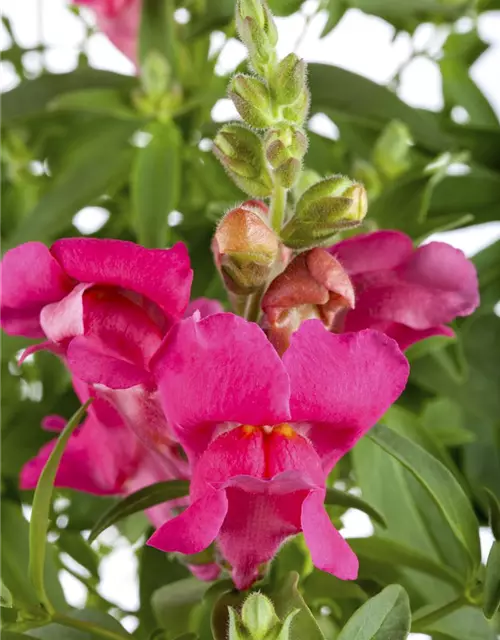 Antirrhinum majus