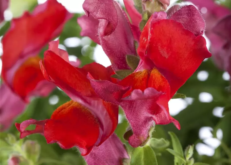 Löwenmaul, viele Farben, 23 cm Topf,