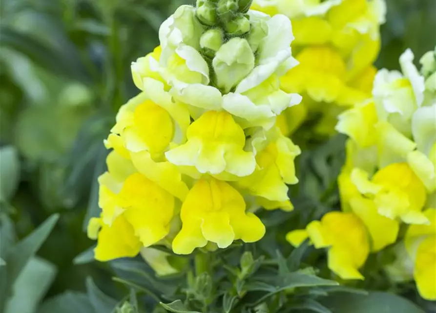 Antirrhinum majus, gelb