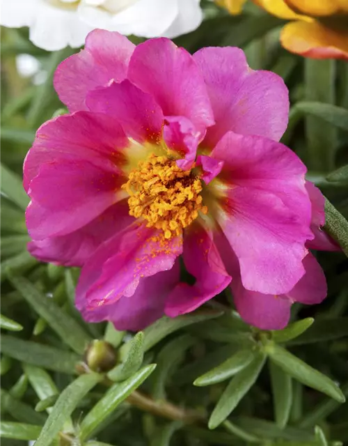 Portulaca grandiflora