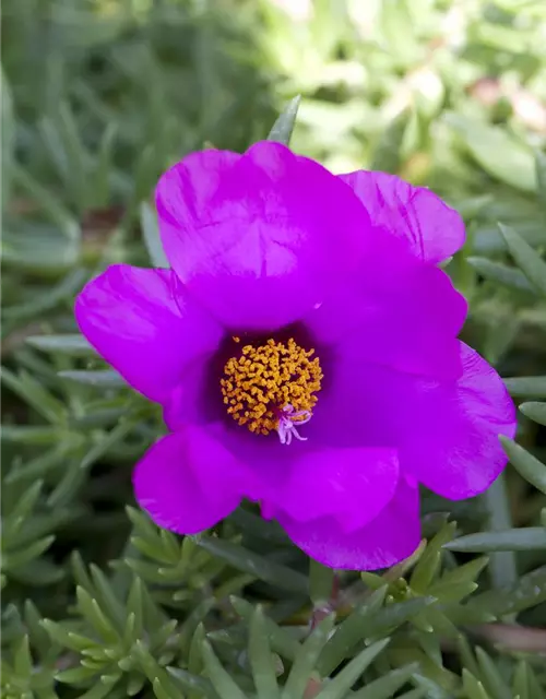 Portulaca grandiflora