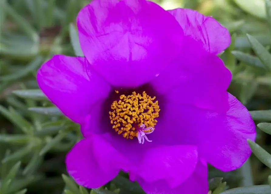 Portulaca grandiflora