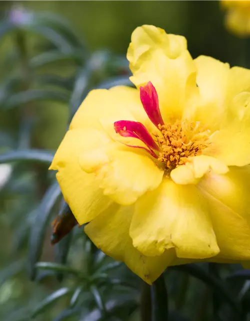 Portulaca grandiflora