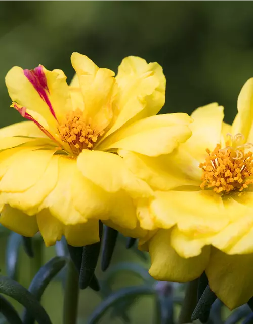 Portulaca grandiflora