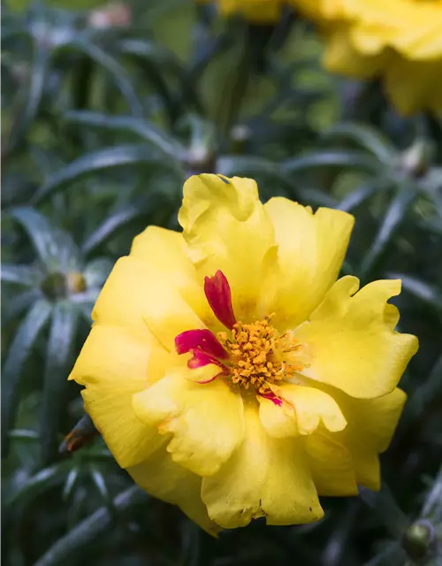 Portulaca grandiflora