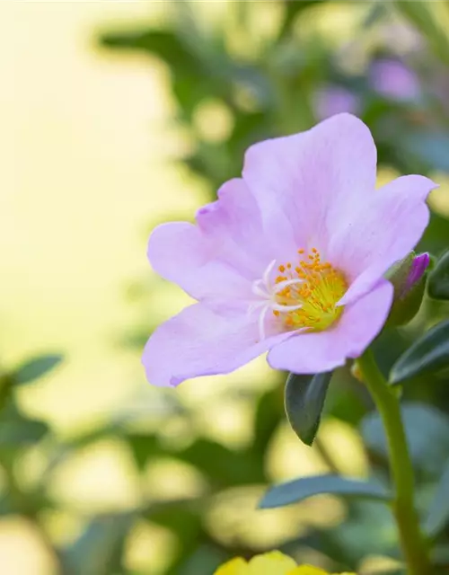 Portulaca grandiflora