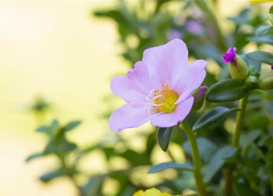 Portulaca grandiflora