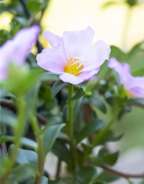 Portulaca grandiflora