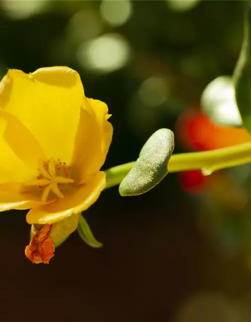 Portulaca grandiflora