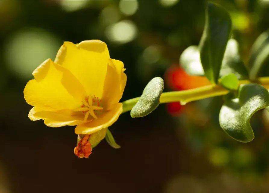 Portulaca grandiflora