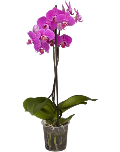 Orchidee, pink, 2-rispig