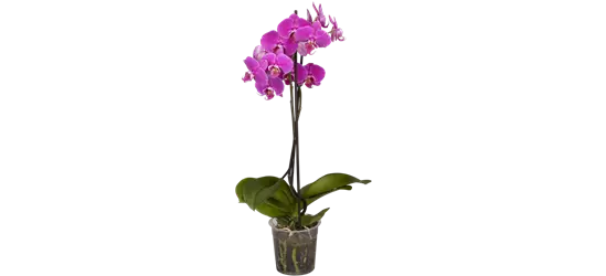 Orchidee, pink, 2-rispig