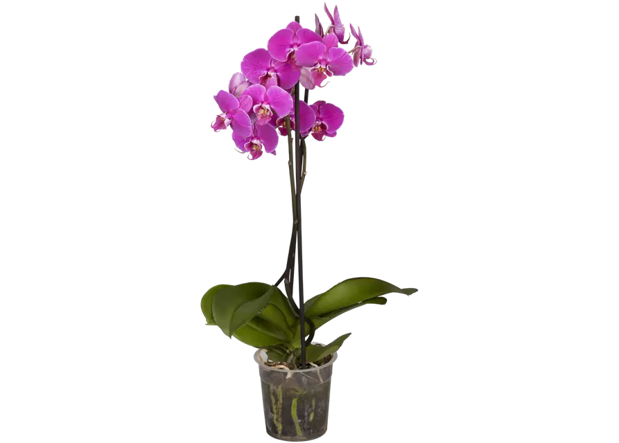 Orchidee, pink, 2-rispig