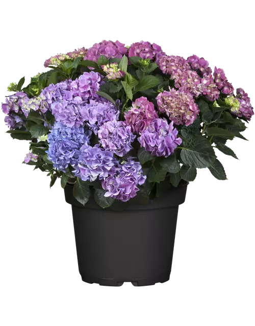 Bauern-Hortensie, 5L Topf, versch. Farben