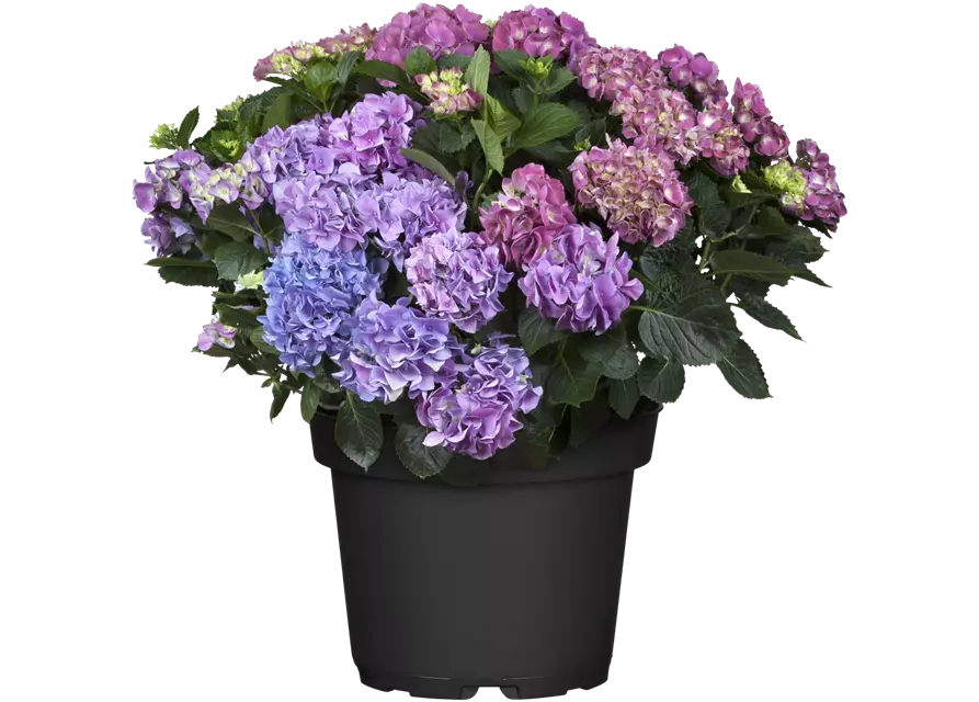 Bauern-Hortensie, 5L Topf, versch. Farben