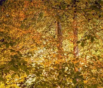 LICHTQUELLEN MACHEN DEN GARTEN SCHöNER!