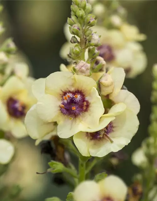 Verbascum x cultorum