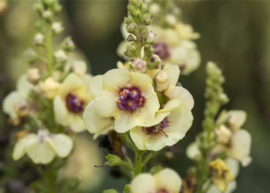 Verbascum x cultorum