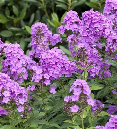 Phlox paniculata