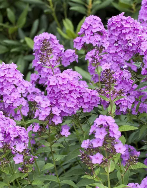 Phlox paniculata