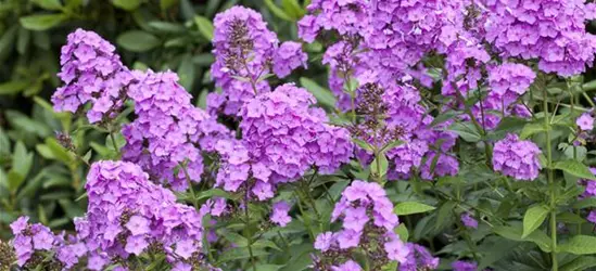 Phlox paniculata