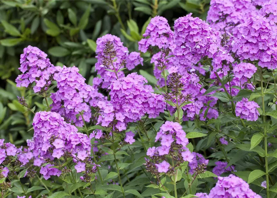 Phlox paniculata