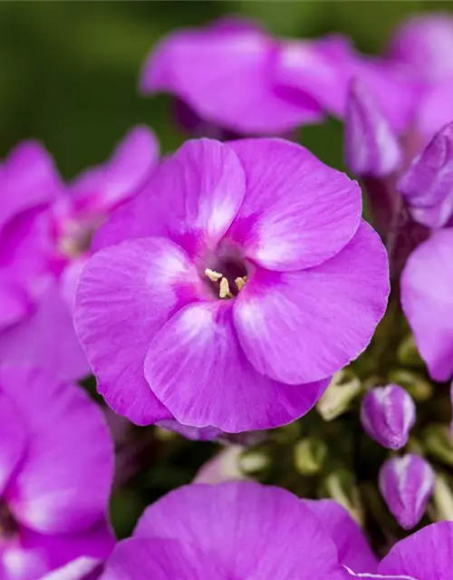 Phlox paniculata