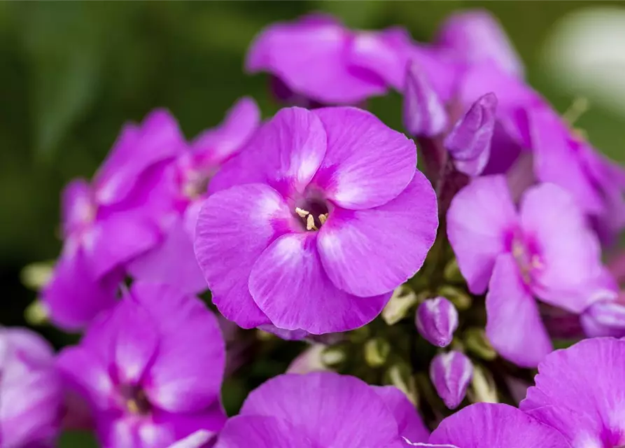 Phlox paniculata