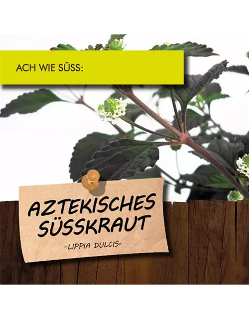 BIO Aztekisches Süßkraut