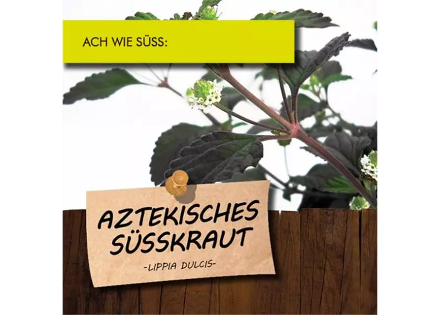 BIO Aztekisches Süßkraut