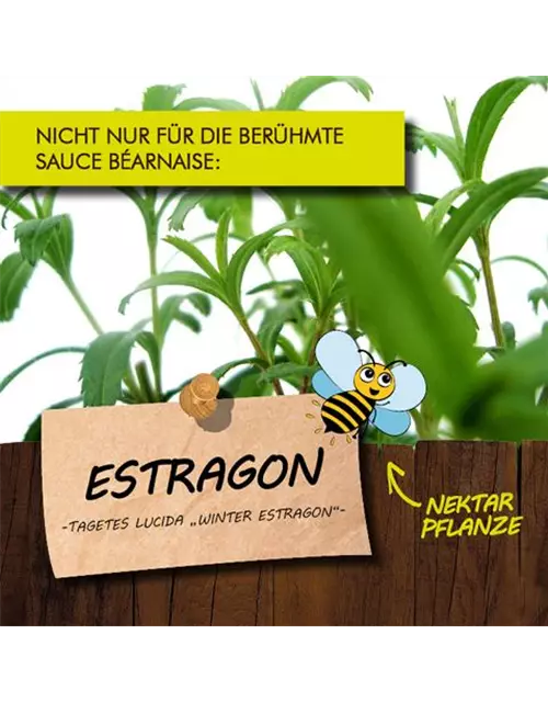 BIO Estragon