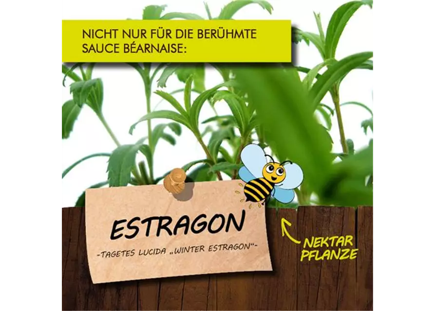 BIO Estragon