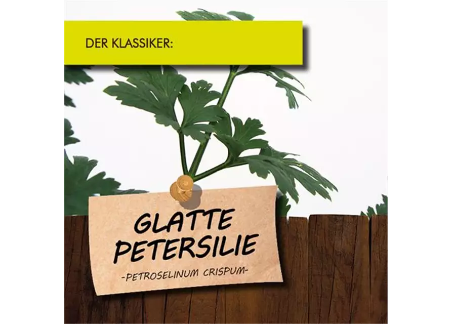 BIO Petersilie glatt