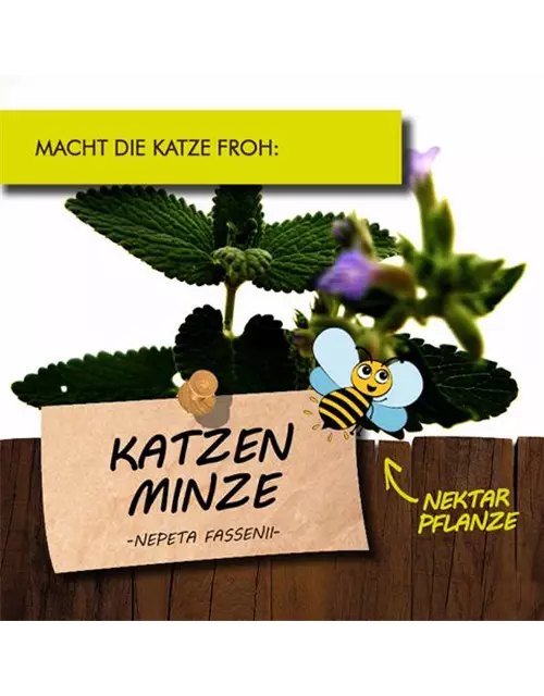 BIO Katzenminze