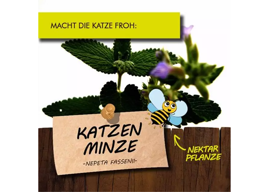 BIO Katzenminze