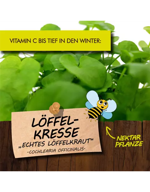 BIO Löffelkresse "Echtes Löffelkraut"