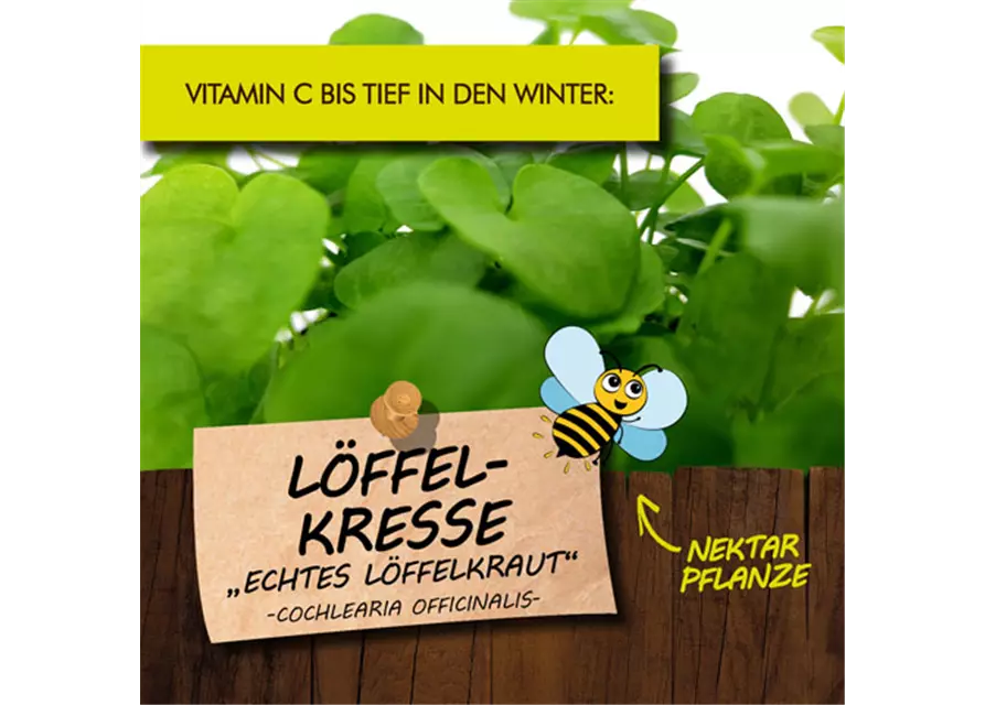 BIO Löffelkresse "Echtes Löffelkraut"